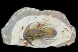 Spiny Kolihapeltis Trilobite - Large For Species #108239-3